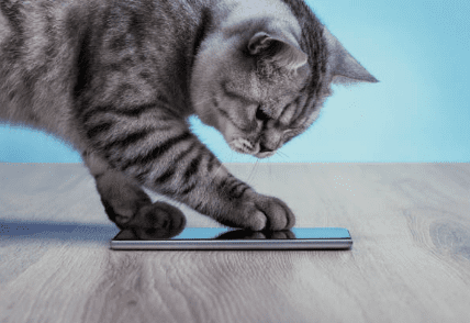 un chat tigré touche un mobile